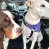 Dog and Pet sitting minnesota